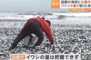 外国人「お前ら、函館の海岸でイワシが取り放題らしいぞ！」