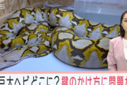 ニシキヘビの飼い主さん、自宅を数十人に取り囲まれるｗｗｗ　飼い主は他の4ｍのヘビやワニを譲渡！！