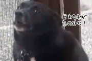 犬が一晩中窓際で吠えていた謎をついに解明！飼い主思わず爆笑してしまう