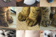 【画像】猫の足ｗｗｗｗｗｗｗｗ
