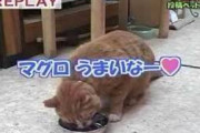 だいぶ昔に動物番組で出てた、マグロを食べさせたら「ウマいウマい」「マグロウマいなぁ～」って喋るネコが居なかったっけ