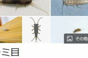 【！？】ワイの部屋、ゴキブリは見たことは無いが「紙魚」が大発生する