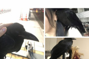 【悲報】Twitter女さん、カラスの雛を誘拐したのがバレて炎上してしまう
