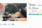 既に死んでる犬の治療費をクラファンで募り、185万を受け取ろうとして26歳 須藤栞奈容疑者逮捕