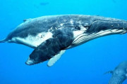 上司「クジラって普段何食ってるん？」ワオ「プランクトンしか食わないっすよ」