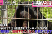 自治体「殺人クマを射殺したぞ！」クレーマー『なんで殺すんや！可哀想やないか』関西弁の抗議が相次ぐ