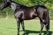 サンデー系種牡馬、ヨーロッパでも通用する模様