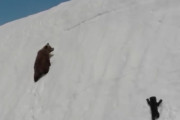 雪の斜面を登るクマの母子…赤ちゃんグマは何度もすべり落ちてしまうけど懸命に上を目指す