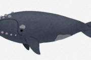 セミクジラの生態、すごすぎる・・・