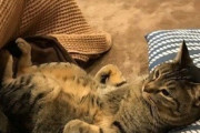 【ねこ画像】たくさんのおかずを前にした猫さん達…誘惑が多すぎるにゃ！と言いたげですねwww
