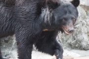 【速報】東京にクマ出没