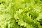 じつはワイ、レタスとキャベツの区別が曖昧