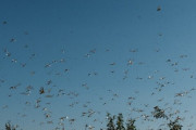 バッタ数十億匹がエチオピアで大量発生！農地がやられて食糧危機に・・・
