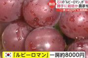 韓国、日本産の超高級ぶどうを無断栽培「先進国の立場で大目に見て」「文句は中国に言え」