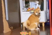 奮闘する“柴犬のおしり”を見守りたい…棚の下のボールを取ろうと粘る後ろ姿へ「可愛い」「諦めきれないw」の声