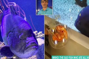 水族館の魚さん、水槽の仲間をすべて食べた結果 → 孤独で落ち込む・・・コロナ禍も影響 フィンランド