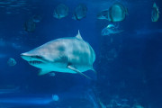 日本の廃校水族館が「子供の頃の妄想が現実化したような場所」だと話題に！【タイ人の反応】