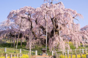 海外「カッコいい！」樹齢1000年！？巨木の枝から流れ落ちるよう花を咲かせる三春滝桜が海外で話題に