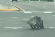 【でけぇ！！】巨大なワニが交差点に出没しフロリダ市民大興奮ｗｗｗｗｗｗ（動画あり）