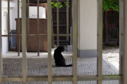 【ねこ画像】寺のねこ、公園のねこ【再】
