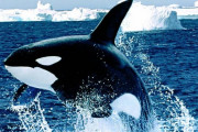 【朗報】シャチの知能はほぼ人間並みである事が判明
