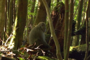 登山道に日本猿が居座ってたらどうすべき？