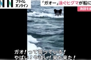 ヒグマ「こいつら怖いと思ってたけど弱いし美味い?」