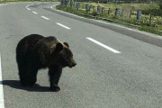 北海道にバイクで行くけどヒグマ怖い…