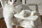 【ねこGIF】追いかけてくる巨大な猫さん…あなたは逃げ切れるでしょうかwww