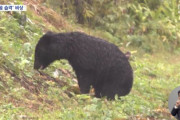 日本列島「クマたちの襲撃」…今年死傷者だけで174人