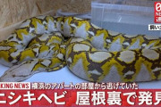 ニシキヘビ発見の6日前に居場所を言い当てていた専門家の完璧な推理が話題に