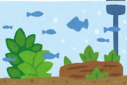 メルカリでアク抜き流木水草付きを買うか、自分で全部するか迷ってる