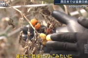 【悲報】トマト｢暑すぎンだわ｣ 600キロのトマトが全滅
