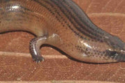 ヘビ？　トカゲ？　進化の過程で四肢をなくし、再び取り戻した例外的な生物