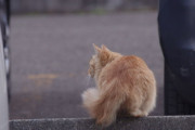 猫「エクストリーム椅子確保！」