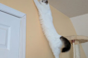 【ねこ画像】天井タッチ、箱の中でごろごろ、ソファの上でちょこん ほか【再】