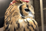 海外でも人気な「ぼうぎょ力０のフクロウの末路」に寄せられたコメントをご紹介！ 海外の反応