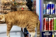 【悲報】またコンビニのアイスケースで寝そべるバカッターが発見され炎上（画像あり）