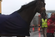 馬は飛行機に乗れる？海外の反応