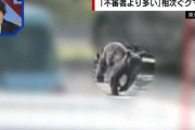 不審者よりも多いクマの目撃情報「東京周辺でも都心部の方に近づいてきている」専門家が指摘