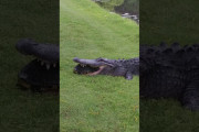【動画】ワニ、亀すら食べられない雑魚だった