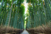 外国人「京都嵐山の竹林は観光客だらけなのが現実らしいぞ…」
