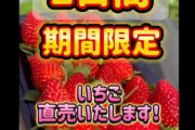 元中日・三ツ間卓也のイチゴ農園で横浜優勝セール🍓新品種“スターナイト”2日間限定直売！