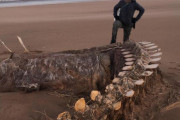 ネッシーか？スコットランドの海岸に巨大な骨が打ち上げられる
