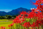 彼岸花ってなんであんなに不気味なんだ？