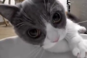 【ネコ】時間通りに出さない自動給餌器にキレる猫ちゃんの動画（ノ∇`）