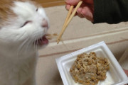 ウチの猫、納豆大好きなんです…