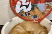 【柴犬画像】はみ出すお揚げ