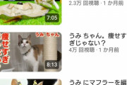 【悲報】海で猫を救出したYouTuber、動画の更新が途絶えてしまうｗｗｗｗｗ