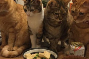 【画像】猫ちゃんたち、おこぼれをもらおうと必死に待機